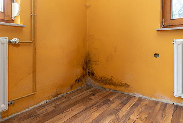 Commercial Mold remediation Services Tampa FL