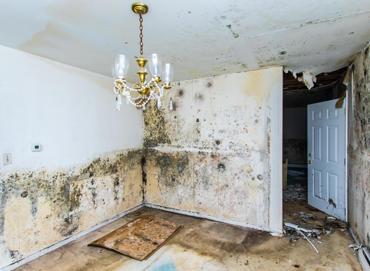 Mold Remediation Services Tampa FL