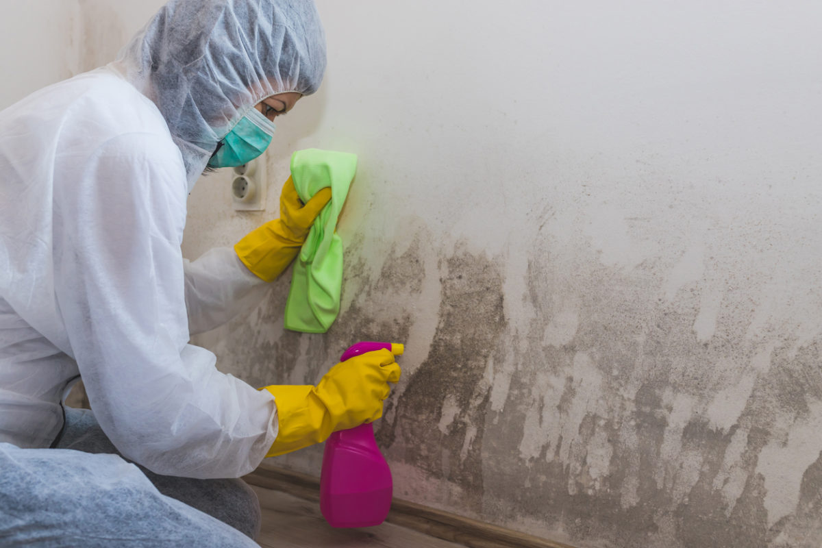 Mold Remediation Services in Tampa FL