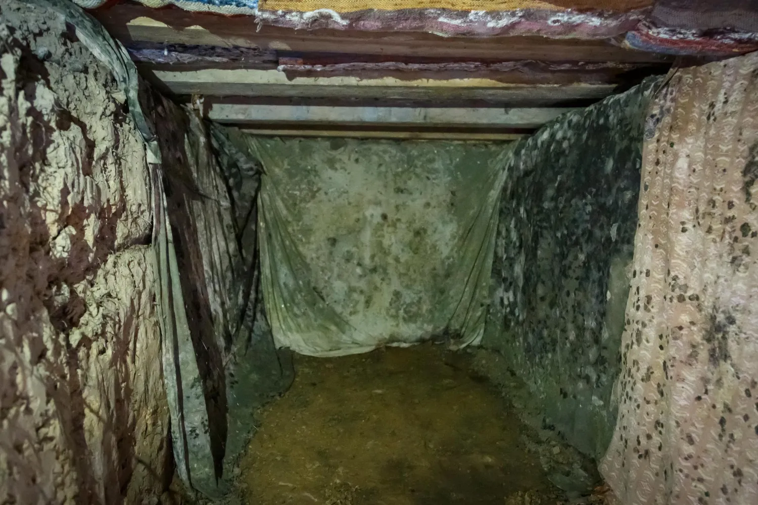 Toxic black mold