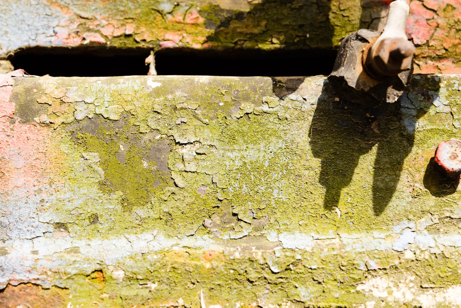 mold remediation strategies